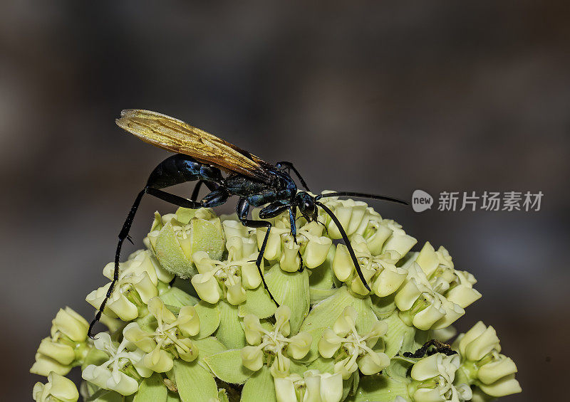 狼蛛鹰黄蜂;蛛蜂属pallidolimbata;红岩峡谷国家自然保护区;内华达州;莫哈韦沙漠;家庭蛛蜂科;以膜翅目;昆虫纲;节肢动物门;沙漠乳草，Asclepias erosa